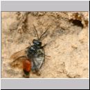 Astata boops - Wanzengrabwespe 17d 11mm beim Nesteintrag am Steilhang mit Wanze.jpg